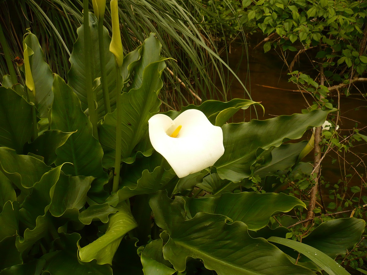 Zantedeschia aethiopica (Araceae)